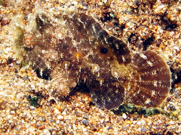 Bandtail Frogfish - Antennatus dorehensis - Dumaguete, Philippines