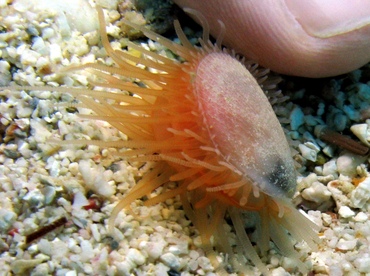Antillean Fileclam - Limaria pellucida - St Thomas, USVI
