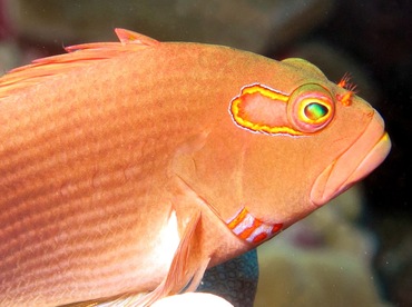 Arc-Eye Hawkfish - Paracirrhites arcatus - Lanai, Hawaii