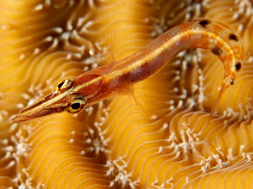Arrow Blenny - Lucayablennius zingaro - The Exumas, Bahamas