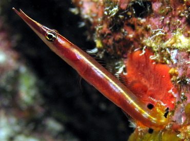 Arrow Blenny - Lucayablennius zingaro - Grand Cayman