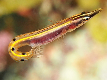 Arrow Blenny - Lucayablennius zingaro - Belize