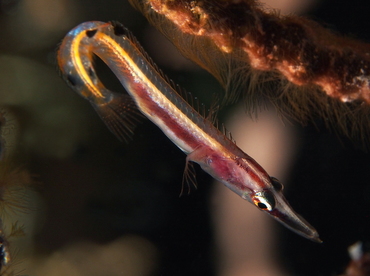 Arrow Blenny - Lucayablennius zingaro - Belize
