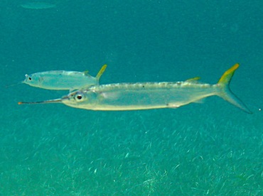 Ballyhoo - Hemiramphus brasiliensis - Belize