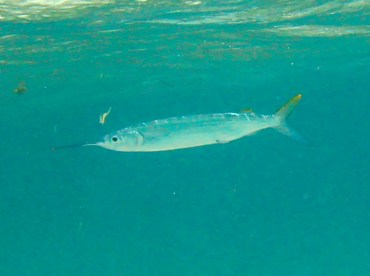 Ballyhoo - Hemiramphus brasiliensis - Belize