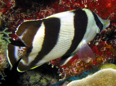 Banded Butterflyfish - Chaetodon striatus - Belize
