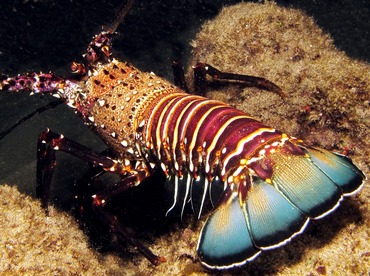 Banded Spiny Lobster - Panulirus marginatus - Maui, Hawaii