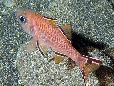 Bandfin Cardinalfish - Pristiapogon taeniopterus - Big Island, Hawaii