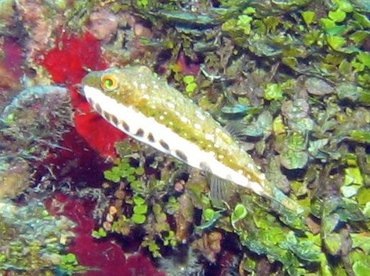 Bandtail Puffer - Sphoeroides spengleri - Roatan, Honduras