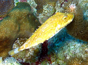 Bandtail Puffer - Sphoeroides spengleri - Belize