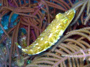 Bandtail Puffer - Sphoeroides spengleri - Belize