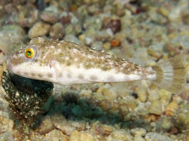 Bandtail Puffer - Sphoeroides spengleri - Cozumel, Mexico