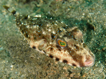Bandtail Puffer - Sphoeroides spengleri - Blue Heron Bridge, Florida