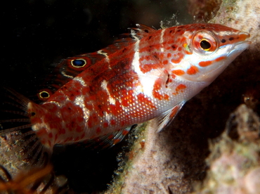 Batu coris - Coris batuensis - Fiji