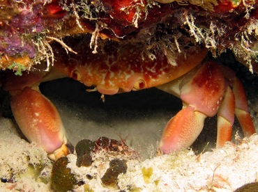 Batwing Coral Crab - Carpilius corallinus - Bonaire