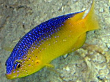 Beaugregory - Stegastes leucostictus - Nassau, Bahamas