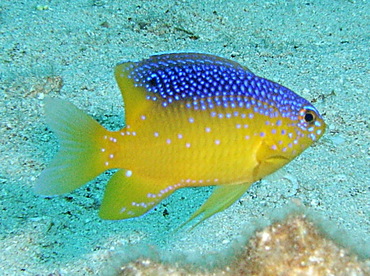 Beaugregory - Stegastes leucostictus - Nassau, Bahamas
