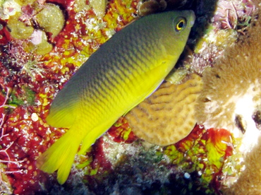 Beaugregory - Stegastes leucostictus - Belize