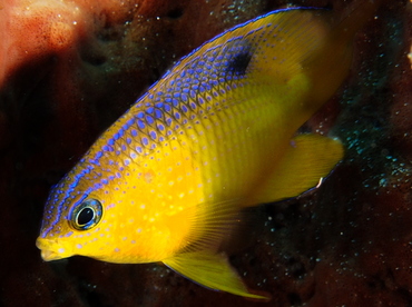 Beaugregory - Stegastes leucostictus - Cozumel, Mexico