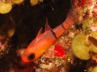 Belted cardinalfish - Apogon townsendi - Turks and Caicos