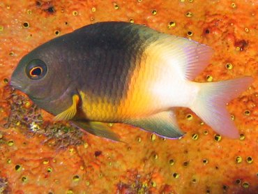 Bicolor Damselfish - Stegastes partitus - Turks and Caicos