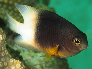 Bicolor Damselfish - Stegastes partitus - The Exumas, Bahamas