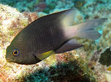 Bicolor Damselfish - Stegastes partitus - Cozumel, Mexico