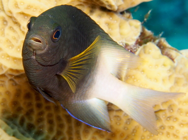 Bicolor Damselfish - Stegastes partitus - Turks and Caicos