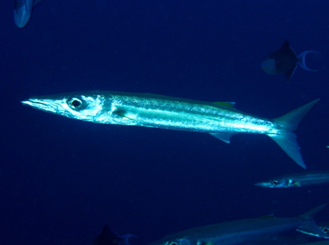 Bigeye Barracuda - Sphyraena forsteri - Palau