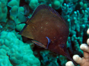 Big Longnose Butterflyfish - Forcipiger longirostris - Big Island, Hawaii