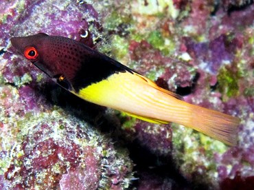 Blackbelt Hogfish - Bodianus mesothorax - Yap, Micronesia
