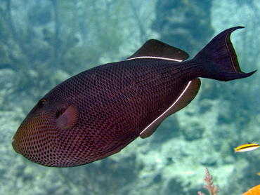 Black Durgon - Melichthys niger - Cozumel, Mexico