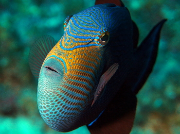Black Durgon - Melichthys niger - Grand Cayman