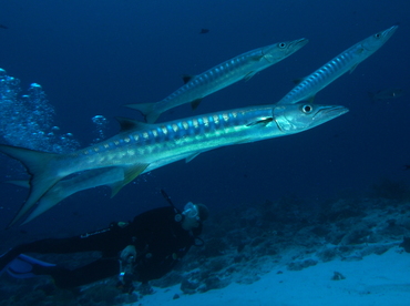 Blackfin Barracuda - Sphyraena qenie - Palau