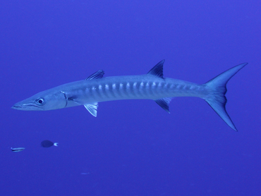Blackfin Barracuda - Sphyraena qenie - Great Barrier Reef, Australia