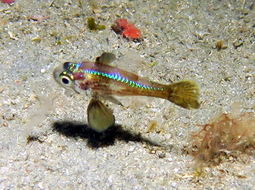 Blackfin Cardinalfish - Astrapogon puncticulatus - Palm Beach, Florida