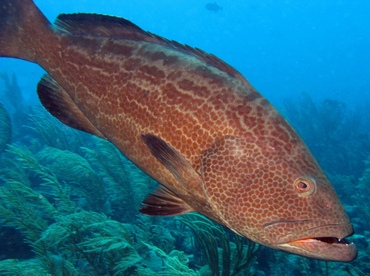 Black Grouper - Mycteroperca bonaci - Belize