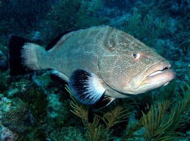 Black Grouper - Mycteroperca bonaci - Belize