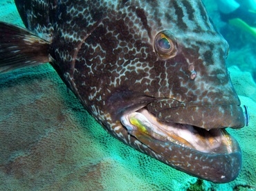 Black Grouper - Mycteroperca bonaci - Belize