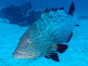 Black Grouper - Mycteroperca bonaci - Eleuthera, Bahamas