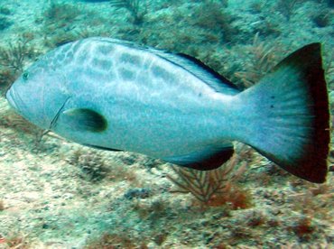 Black Grouper - Mycteroperca bonaci - Key Largo, Florida