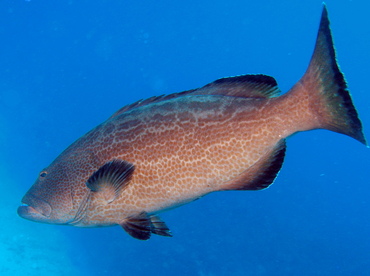 Black Grouper - Mycteroperca bonaci - Belize