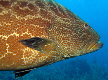Black Grouper - Mycteroperca bonaci - Belize