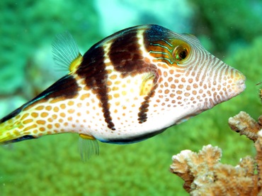 Black-Saddled Toby - Canthigaster valentini - Dumaguete, Philippines