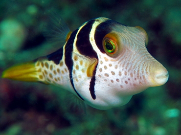 Black-Saddled Toby - Canthigaster valentini - Lembeh Strait, Indonesia