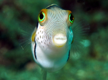 Black-Saddled Toby - Canthigaster valentini - Lembeh Strait, Indonesia