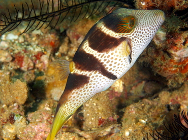 Black-Saddled Toby - Canthigaster valentini - Anilao, Philippines