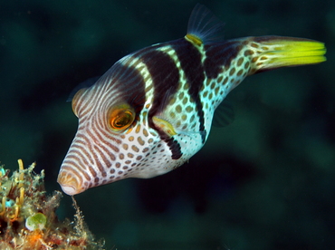 Black-Saddled Toby - Canthigaster valentini - Bali, Indonesia