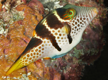 Black-Saddled Toby - Canthigaster valentini - Wakatobi, Indonesia
