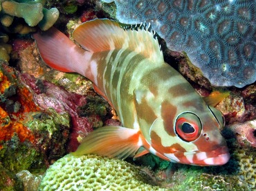 Blacktip Grouper - Epinephelus fasciatus - Dumaguete, Philippines